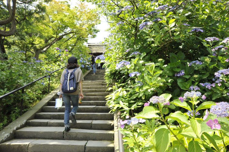 北鎌倉を代表する花の寺でもあり、いつ訪れても花に迎えられる。