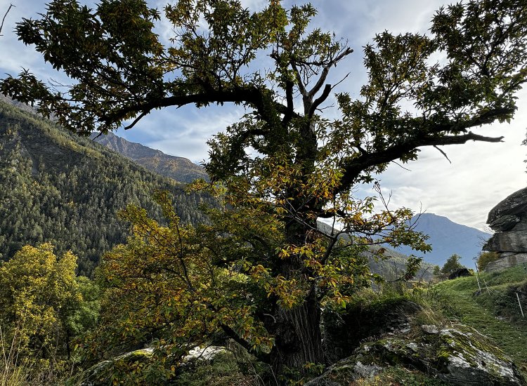 栗の大木。見渡すと周りはすべて栗。