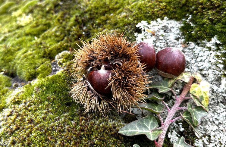 実りの秋、スイスにも栗がいっぱい。駅前などには焼き栗の屋台も出る。