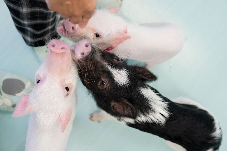 上から、おにぎりくん、そらまめくん、おでんくん。