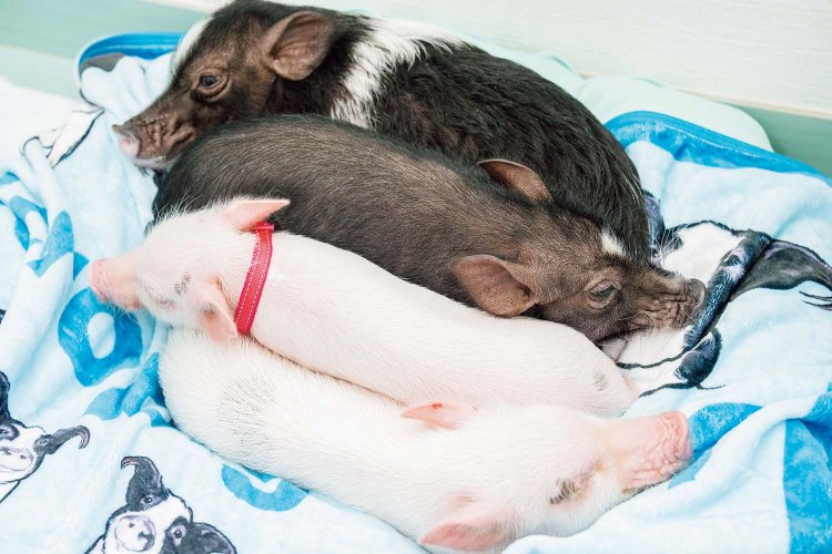 靴を脱いで入る店内では、かたまって眠るこんな胸キュンな光景も！