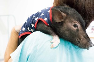 【散歩の達人】動物まみれ