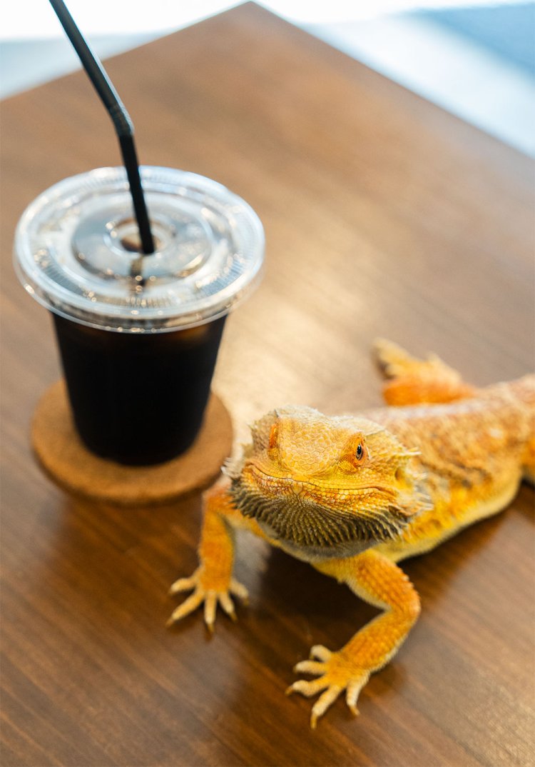 フトアゴヒゲトカゲのコリーくん。トゲトゲした体は意外と柔らか。