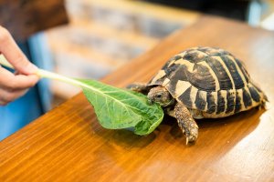 【散歩の達人】動物まみれ