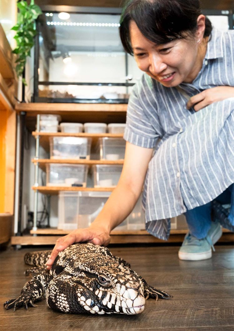 床を散歩するアルゼンチンブラック＆ホワイトテグーのボンちゃん。