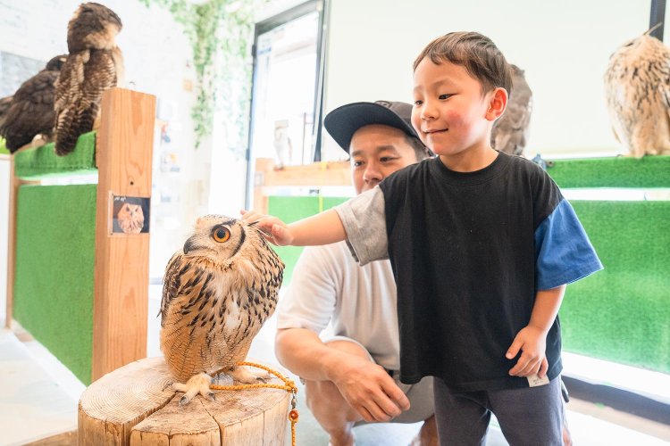 男の子が触れるのは、ベンガルワシミミズクのベガちゃん。オレンジ色の目がかわいい。