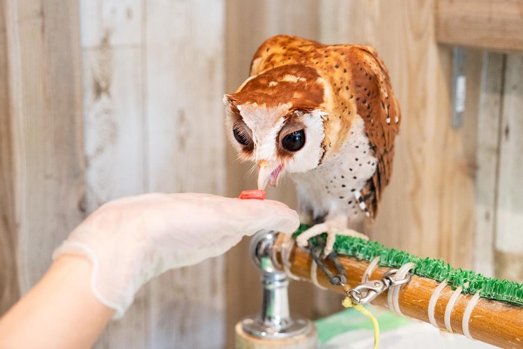 ニセメンフクロウのカリンちゃんにヒヨコ生肉をあげる。餌やり体験は330円。