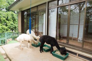 【散歩の達人】動物まみれ