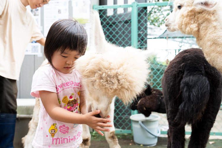ニコちゃんにおっかなびっくりニンジンをあげる女の子。