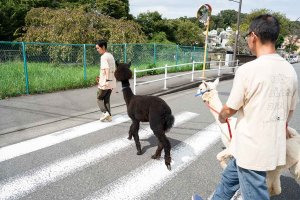 【散歩の達人】動物まみれ