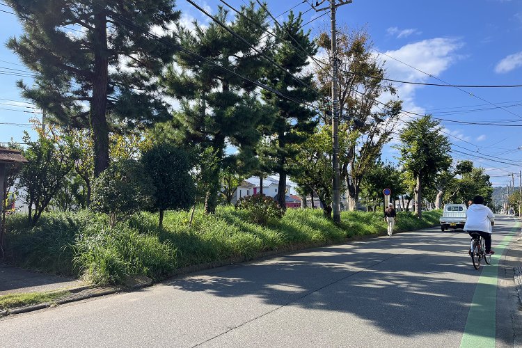 塚の名残り……というわけではないようだが、国道1号と旧東海道との間にはまた松。