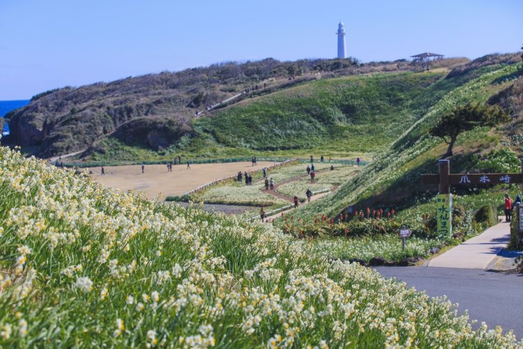 （C）下田市観光協会