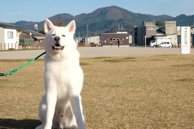 大館市のシンボル、鳳凰山の大文字をバックにパチリ。