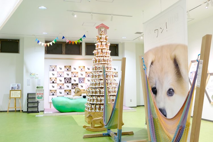大館駅前の観光交流施設『秋田犬の里』は、本物の秋田犬に会えるだけでなく、秋田犬に関する展示やグッズがいっぱい。