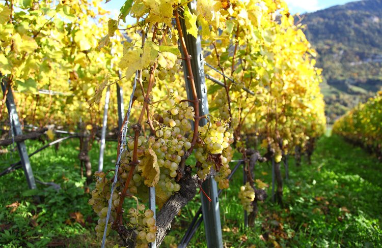 「これはシャスラ。みんなの朝ご飯用だよ」。