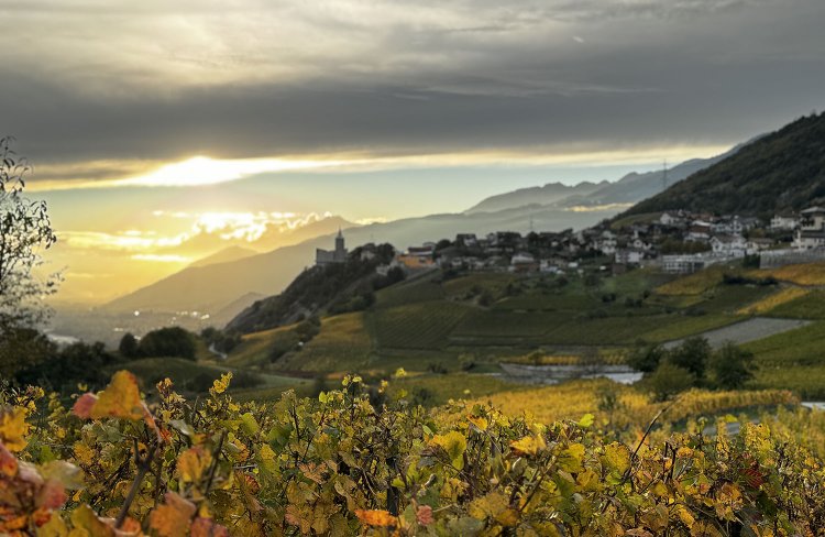 ブドウ畑は夕日の当たる時間帯がドラマチック。