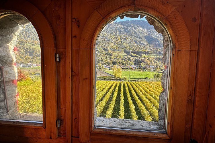 寝室の窓の外には圧巻のブドウ畑！