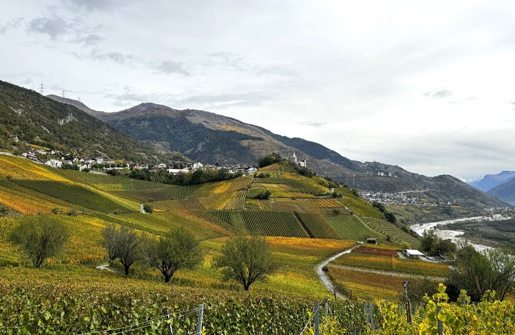 『シュヴァリエ・バイアール』のブドウ畑は全部で10㏊もある。ここが草原だったとは。