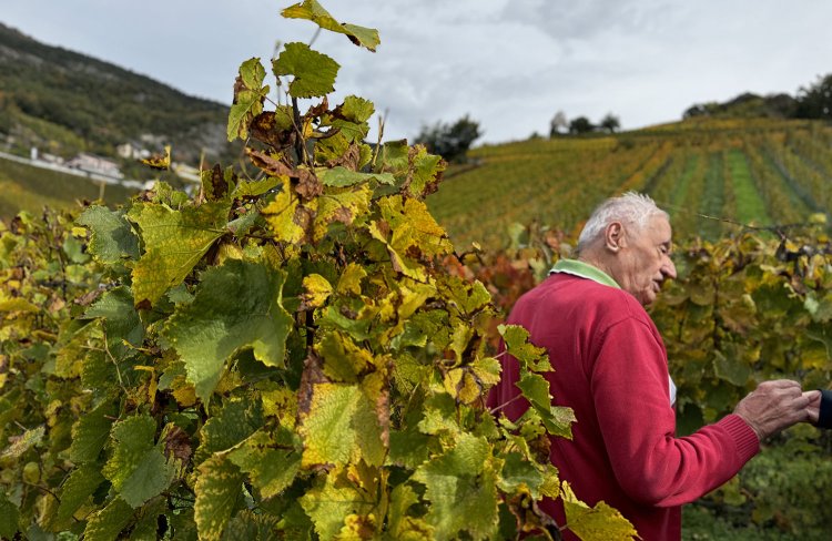 「これがグヴェスだよ、食べてみて」とアーノルドさん。