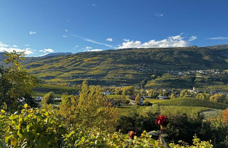 ブドウ畑にバラを植えるのはなぜ？