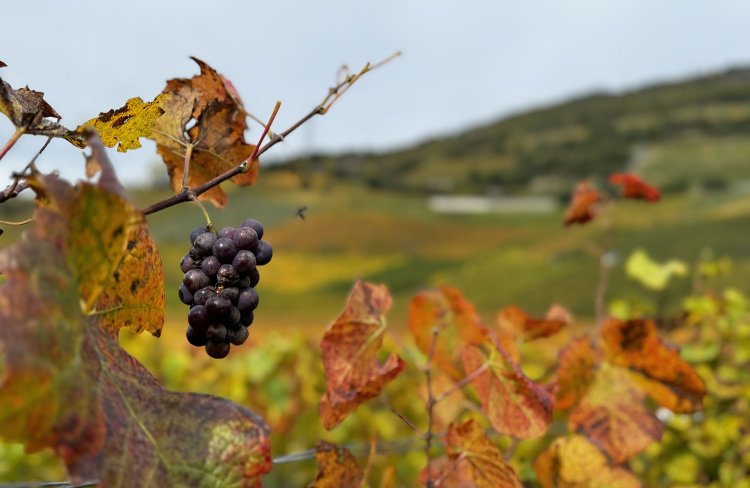 収穫前のブドウが残っていた。