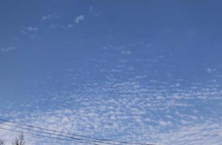 空高くに浮かぶ雲。魚のうろこのようだ。