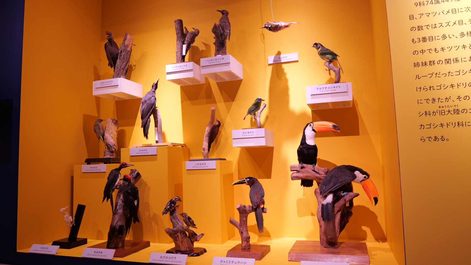 600点以上の剥製・骨格標本をゲノム解析！ 特別展「鳥 〜ゲノム解析が