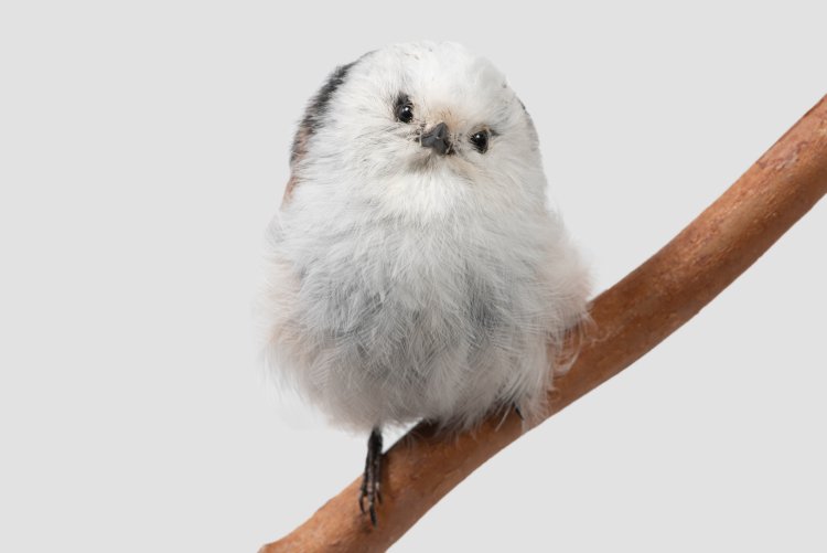 鳥界のかわいい代表、スズメ目のシマエナガ。 