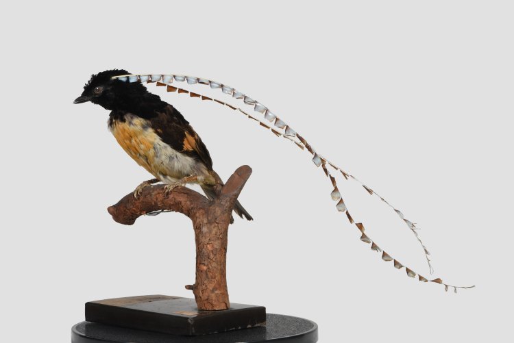 美しい羽根をもつ「フウチョウ」は、12種もの標本が集まる。