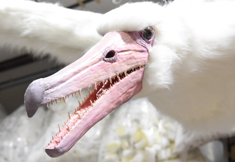 史上最大級の飛ぶ鳥ペラゴルニス・サンデルシの生体復元モデルでは、現在の鳥にはない歯が生えているのが見て取れる。