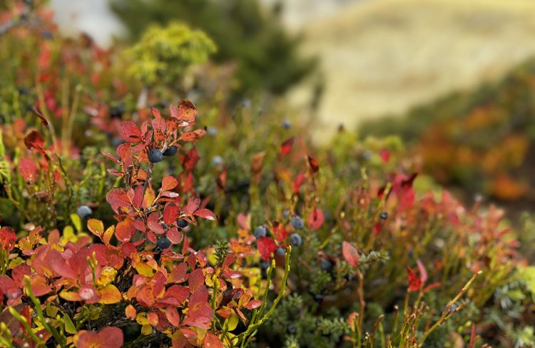 足元に目をやるとベリーの実が。