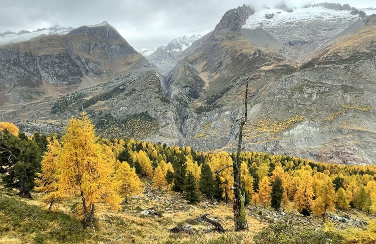 森はずっとこんな紅葉のグラデーション。