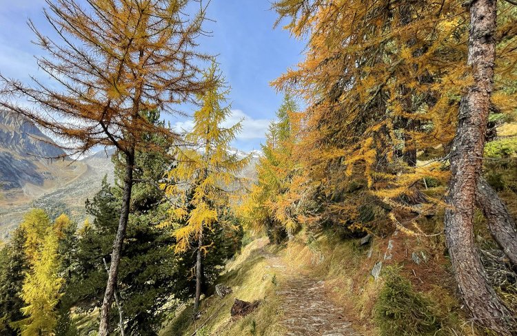 気持ちよく歩ける道が続く。