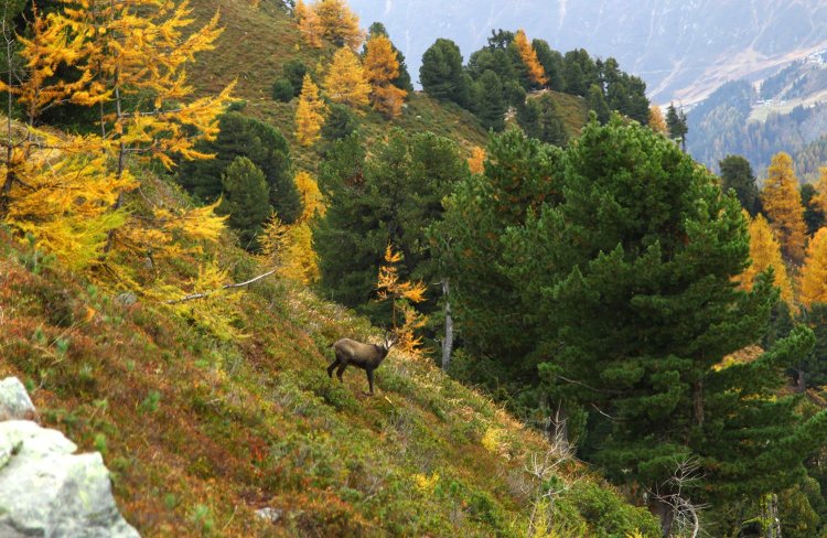 シャモアが斜面を猛スピードで駆け抜けていった。