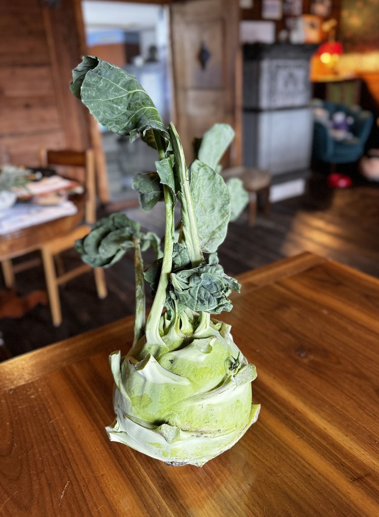 キャベツの仲間、コールラビの元気なこと。