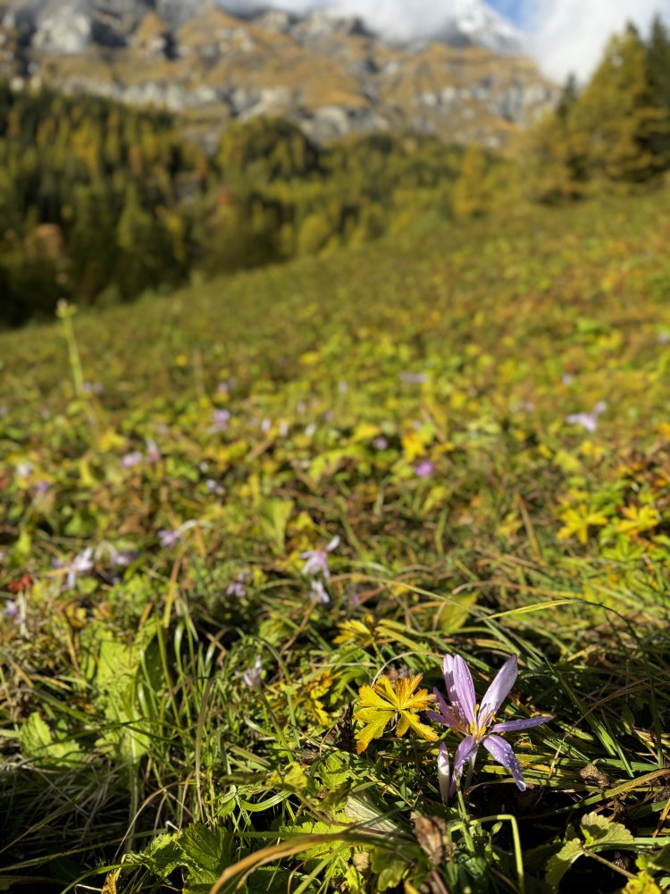 サフランがあちこちに。