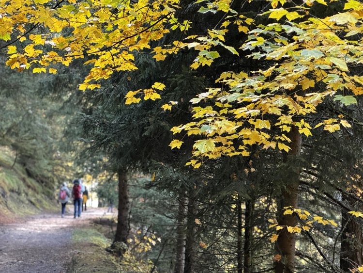 村に下りる直前のところも、いい紅葉具合。