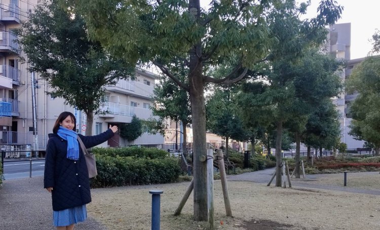 園内には64本のシラカシが植樹されている。夜はライトアップして大人な雰囲気に。