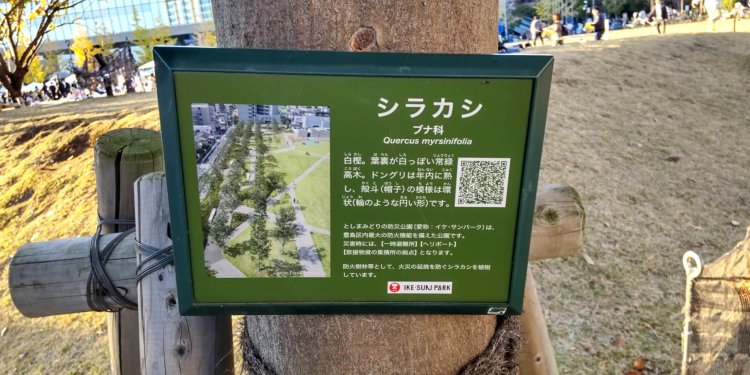 シラカシには、災害時に恐ろしい火災の延焼を防ぐ役割がある。大きくなるとドングリがたくさん実る木でもあります。