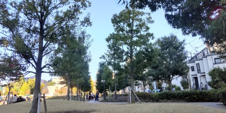 一見、普通の並木道に見えるが……。