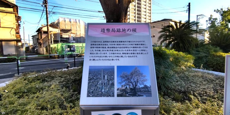 「豊島区の木」でもあるソメイヨシノ。イケ・サンパーク以前にこの地にあった造幣局のシンボル。