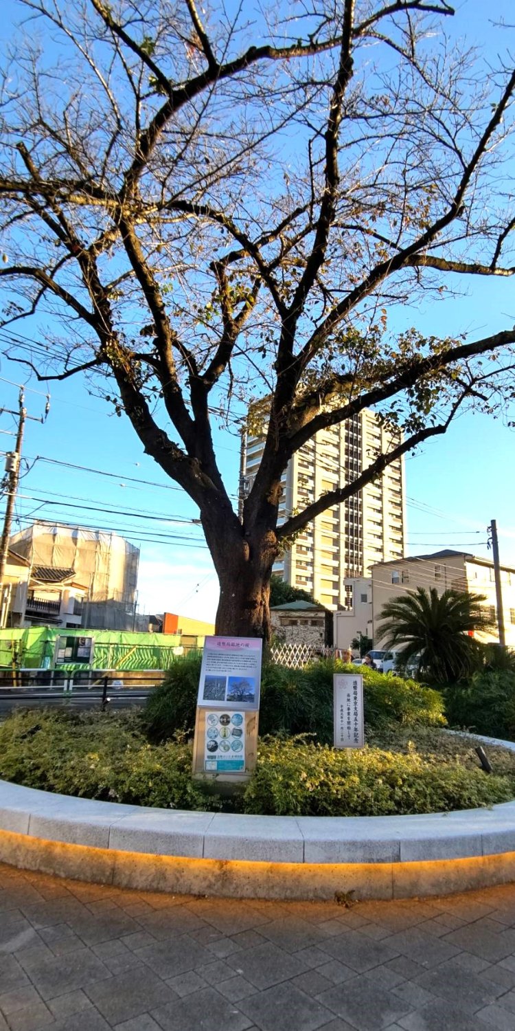 春には桜の花の下、お花見を楽しむ散歩も良さそう。