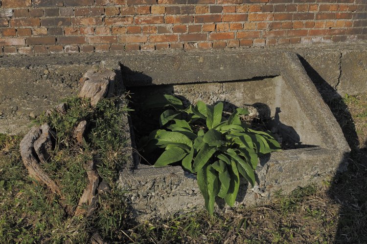 レンガ壁面に残る窓部分と四角い構造物。窓はついぞ用途が分からなかった。