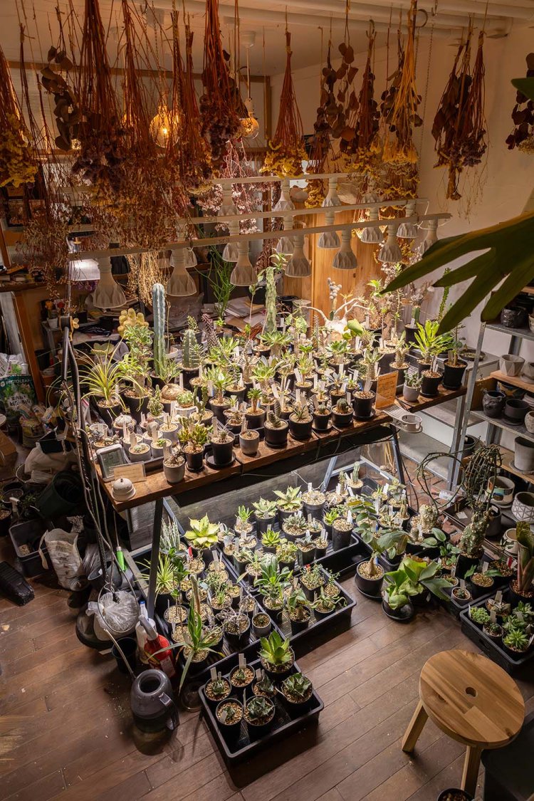 スツールは植物を眺める特等席。5時間ほど眺めていく人も。手作りの陶製鉢もある。