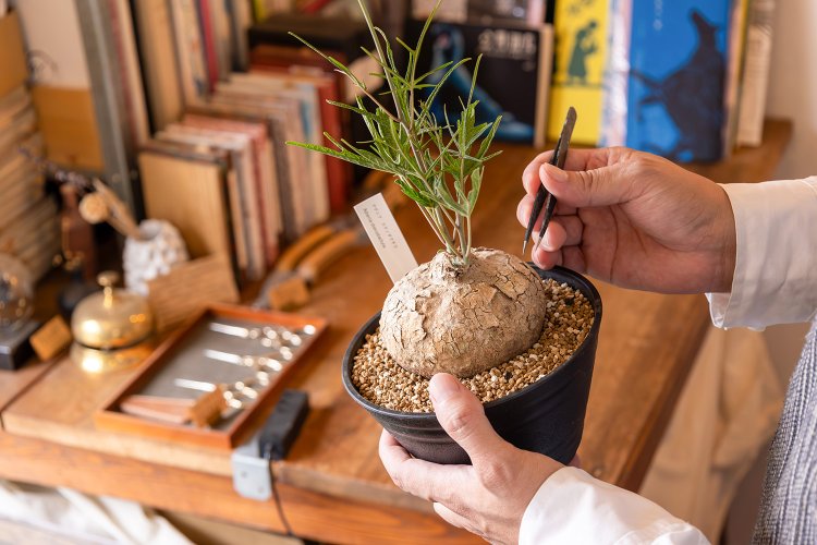 塊根植物のアデニアステノダクチラを手にする園長さん。
