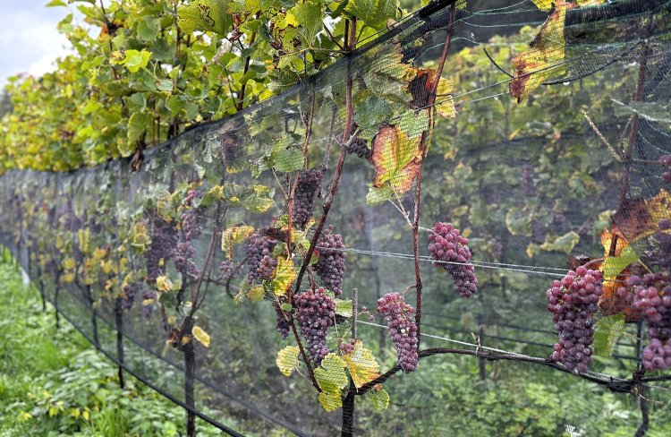 収穫前のブドウが残っていた。