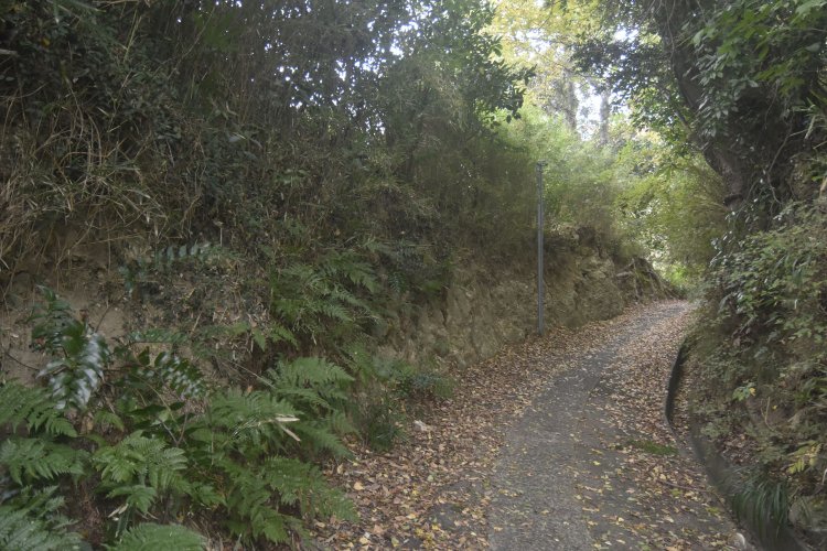 しばらくは山道のような風情の小径を下る。