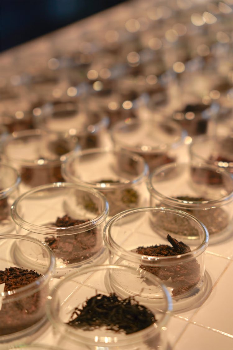 【camell】紅葉のお供になるオススメ抹茶8選！