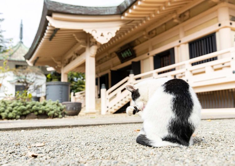 【東京都内】猫の日にもおすすめ！ 猫ゆかりのお寺・神社6選。御朱印帳、お守り、みくじ……猫パワーを浴びよう