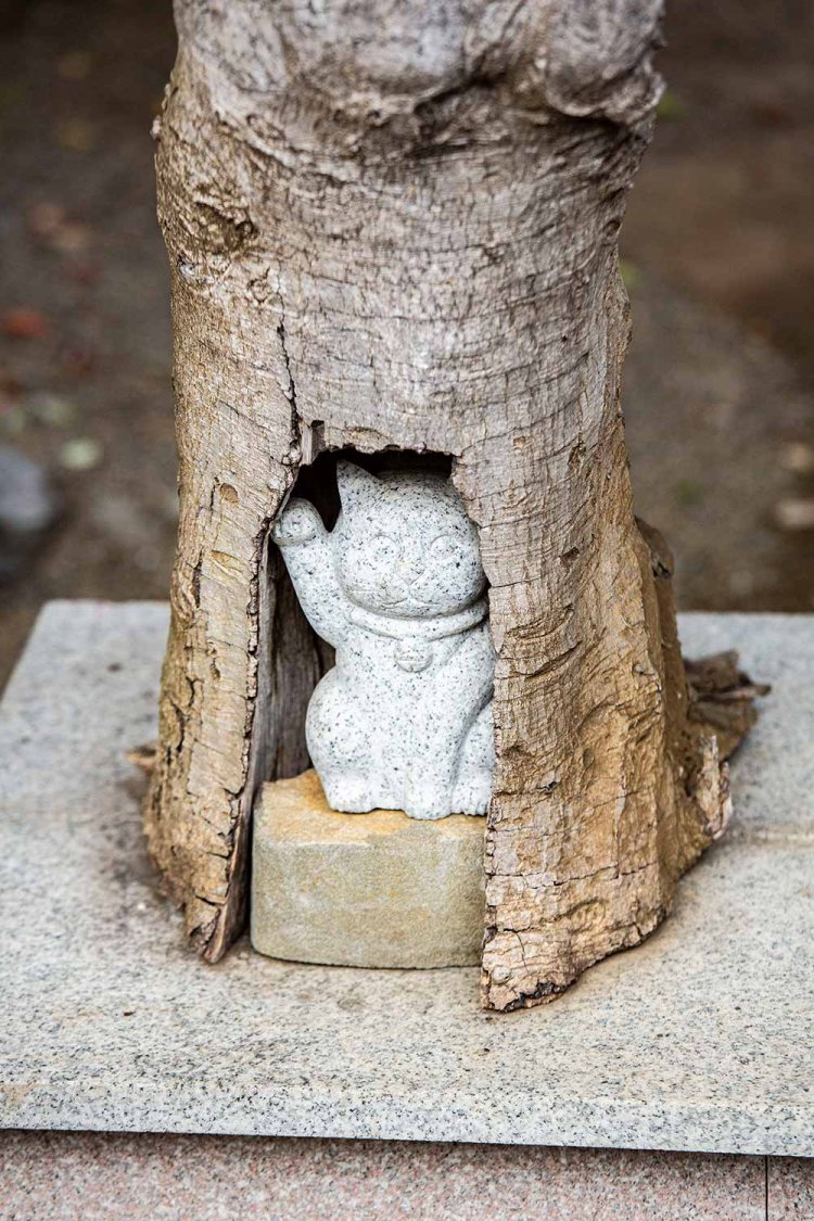 木のウロを見ると招き猫が隠れていた。